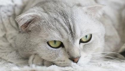 德甲-队内核心球员伤病不断 鹈鹕考虑重组医疗团队