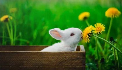 德甲-队内核心球员伤病不断 鹈鹕考虑重组医疗团队